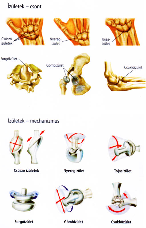 ízületek ortopédia